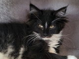 Chaton main coon