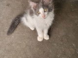 Chaton main coon