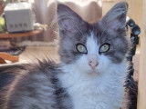 Chaton main coon