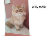 2 chatons Highlands Straights LOOF à vendre