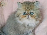 À vendre : 2 chatons Persans mâles LOOF