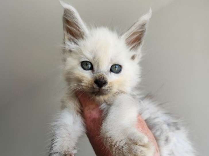 À réserver, un chaton mâle Maine Coon LOOF