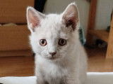 3 chatonnes British Shorthairs non LOOF à vendre