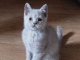 3 chatonnes British Shorthairs non LOOF à vendre