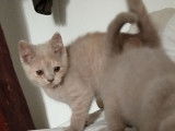 3 chatonnes British Shorthairs non LOOF à vendre