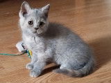 3 chatonnes British Shorthairs non LOOF à vendre