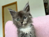 5 chatons Maine Coons LOOF disponibles à la réservation