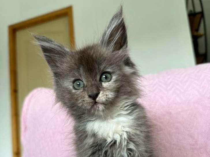 5 chatons Maine Coons LOOF disponibles à la réservation