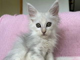 5 chatons Maine Coons LOOF disponibles à la réservation