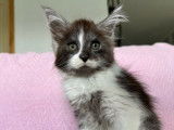 5 chatons Maine Coons LOOF disponibles à la réservation