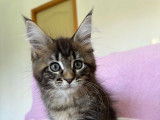 5 chatons Maine Coons LOOF disponibles à la réservation