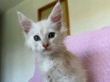 5 chatons Maine Coons LOOF disponibles à la réservation