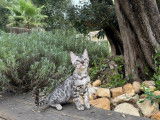 3 chatons Bengals LOOF disponibles à la vente