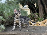 3 chatons Bengals LOOF disponibles à la vente