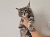 À réserver : 1 chaton Maine Coon femelle LOOF