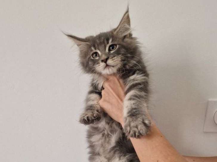 À réserver : 1 chaton Maine Coon femelle LOOF