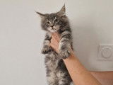 À réserver : 1 chaton Maine Coon femelle LOOF