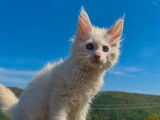 Un chaton mâle Maine Coon LOOF disponible à la vente