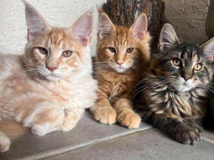 À vendre : 5 chatons Maine Coons LOOF