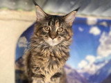 À vendre : 5 chatons Maine Coons LOOF