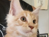 À vendre : 5 chatons Maine Coons LOOF