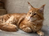 À vendre : 5 chatons Maine Coons LOOF
