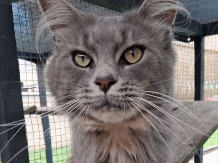 À vendre : une chatte Maine Coon LOOF