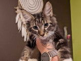 5 chatons Maine Coons LOOF à réserver