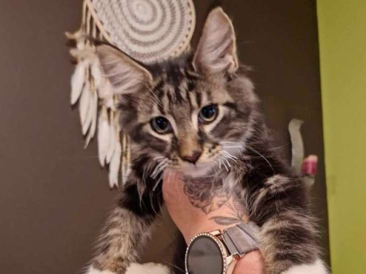 5 chatons Maine Coons LOOF à réserver