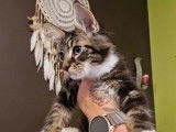 5 chatons Maine Coons LOOF à réserver
