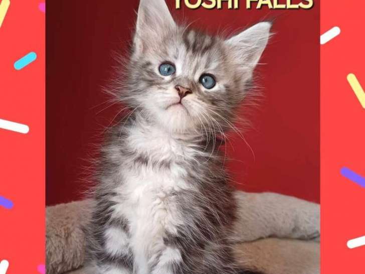 4 chatons Maine Coons LOOF à vendre