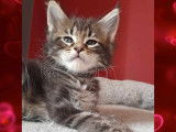 4 chatons Maine Coons LOOF à vendre