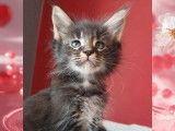 4 chatons Maine Coons LOOF à vendre