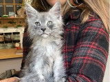 À réserver : 5 chatons Maine Coons LOOF