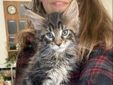 À réserver : 5 chatons Maine Coons LOOF