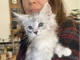 À réserver : 5 chatons Maine Coons LOOF