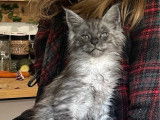 À réserver : 5 chatons Maine Coons LOOF