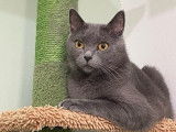 À réserver : une chatte Chartreux LOOF