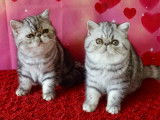 3 chatons  Exotic Shorthair mâles LOOF: parfait physique, santé et caracère