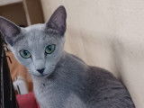 À vendre : une chatte Bleu Russe LOOF