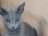 À vendre : une chatte Bleu Russe LOOF