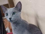 À vendre : une chatte Bleu Russe LOOF