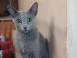 À vendre : une chatte Bleu Russe LOOF