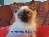 2 chatons mâles Sacrés de Birmanie LOOF à vendre