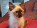 2 chatons mâles Sacrés de Birmanie LOOF à vendre