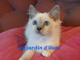 2 chatons mâles Sacrés de Birmanie LOOF à vendre