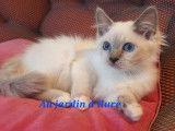 2 chatons mâles Sacrés de Birmanie LOOF à vendre