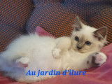 2 chatons mâles Sacrés de Birmanie LOOF à vendre