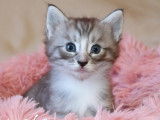 1 magnifique chaton Norvégien LOOF à réserver