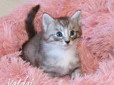 1 magnifique chaton Norvégien LOOF à réserver